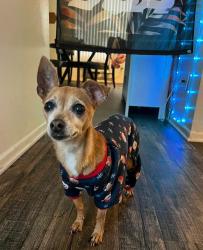 Reunited Female Dog last seen North Tustin Ave, Santa Ana, CA 92705