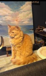Reunited Female Cat last seen Near Bowwood Drive, Nashville, TN 37217