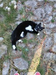Reunited Female Cat last seen Veralene Way & 74th St SW, Everett, WA 98203