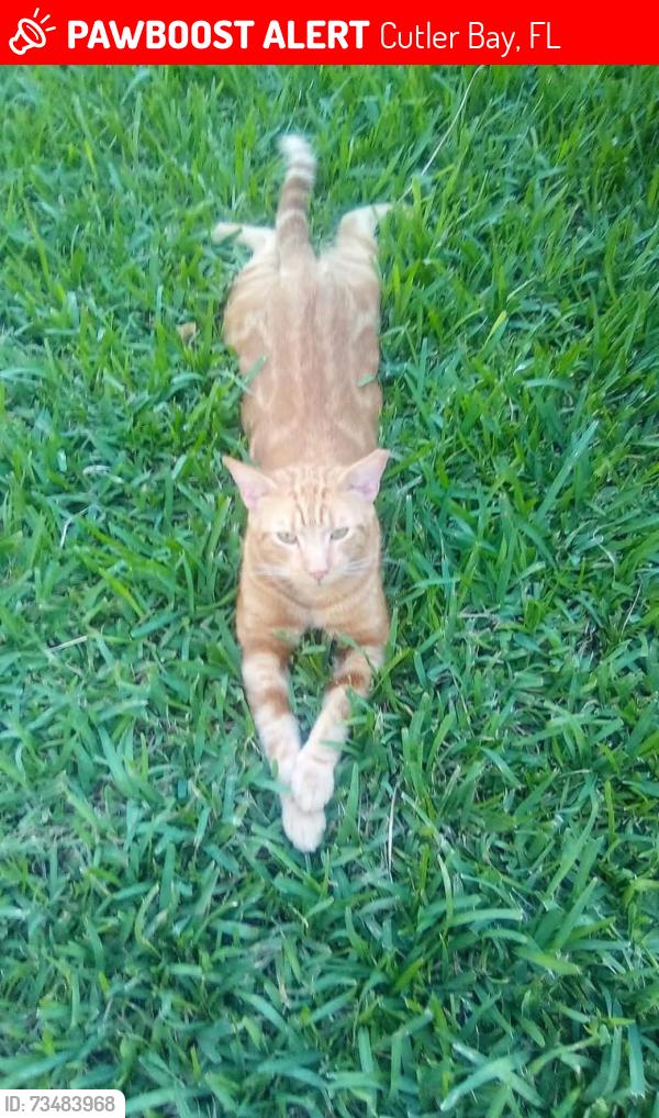 Lost Male Cat last seen Near sw 104 ct, Cutler Bay, FL 33189