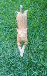 Lost Male Cat last seen Near sw 104 ct, Cutler Bay, FL 33189