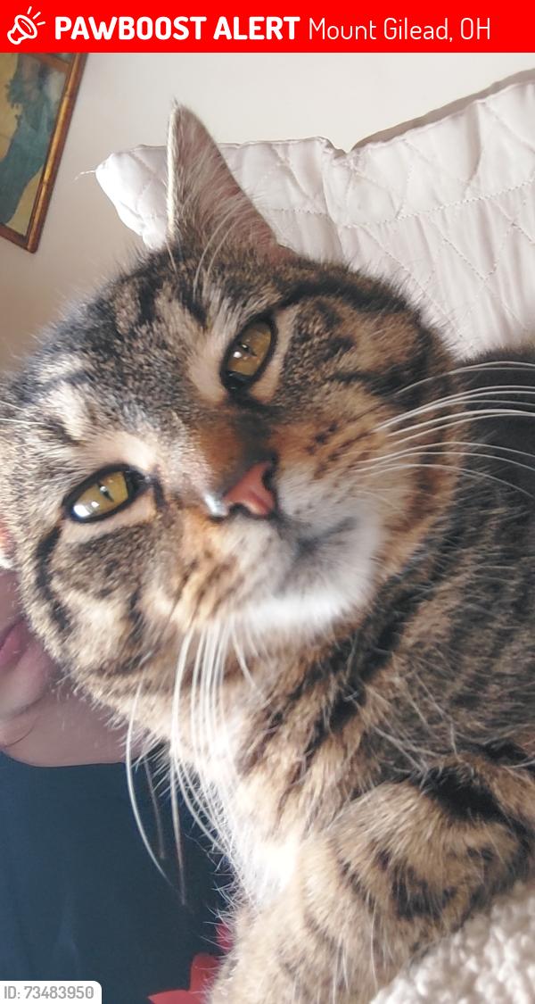 Lost Male Cat last seen Main st mt giliead ohio, Mount Gilead, OH 43338