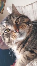 Lost Male Cat last seen Main st mt giliead ohio, Mount Gilead, OH 43338