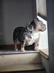 Reunited Female Dog last seen Okane park lakewood, Lakewood, CO 80226