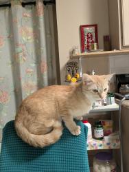 Reunited Female Cat last seen Ben davis, Sachse, TX 75048