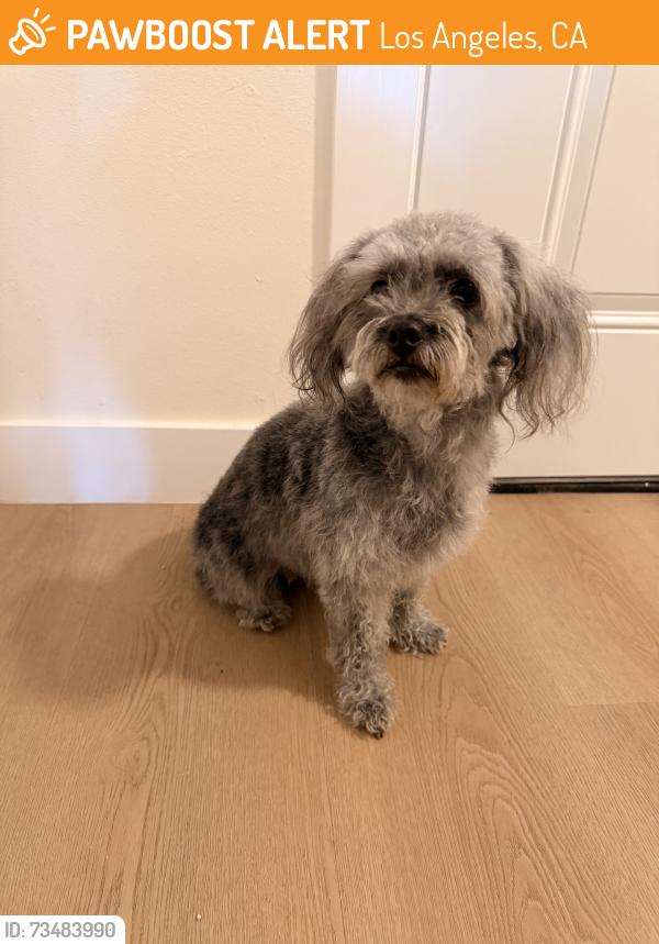 Found/Stray Female Dog last seen 15th st, Los Angeles, CA 90003