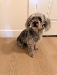 Found/Stray Female Dog last seen 15th st, Los Angeles, CA 90003