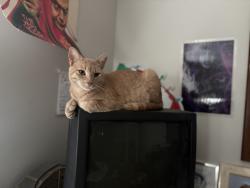 Lost Male Cat last seen Appletree section of Levittown, Levittown, PA 19055