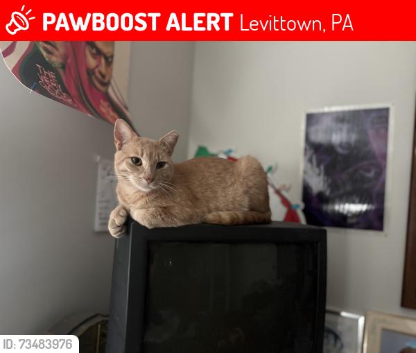 Lost Male Cat last seen Appletree section of Levittown, Levittown, PA 19055