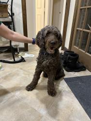 Reunited Unknown Dog last seen Parker and Preston meadow, Plano, TX 75075