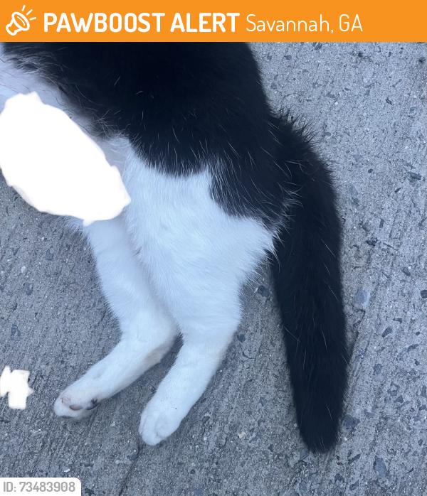 Found/Stray Unknown Cat last seen W 52nd st between Stevens and Hopkins, Savannah, GA 31405