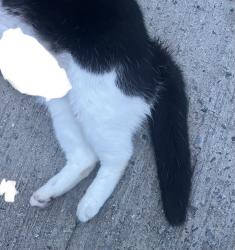 Found/Stray Unknown Cat last seen W 52nd st between Stevens and Hopkins, Savannah, GA 31405