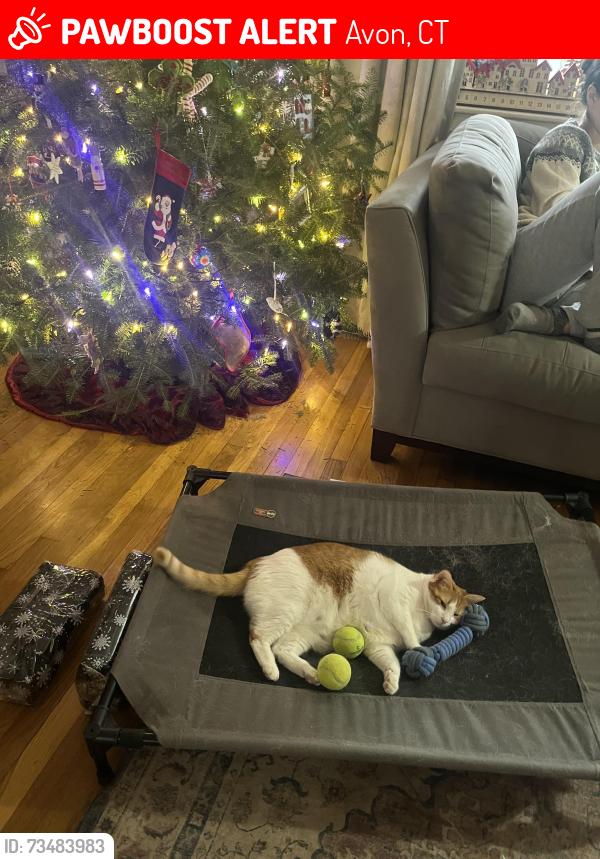 Lost Female Cat last seen Brentwood dr, Avon, CT 06001