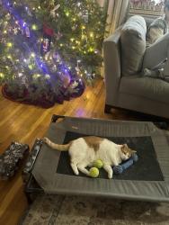 Lost Female Cat last seen Brentwood dr, Avon, CT 06001