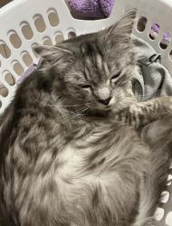 Reunited Male Cat last seen mosaic shops, Lalor, VIC 3075