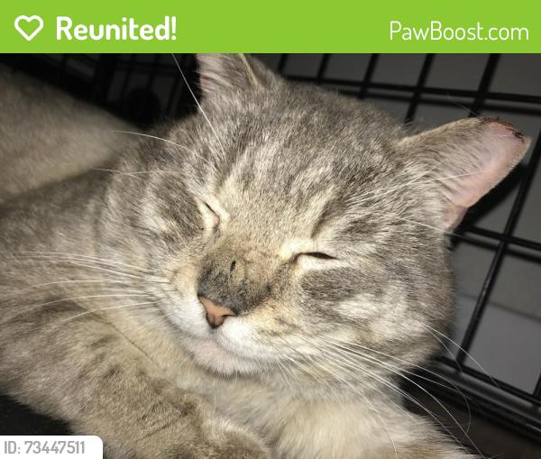 Reunited Male Cat last seen S 10th & S Hawthorne St, my Mildred, Tacoma, WA, 98465, Tacoma, WA 98465