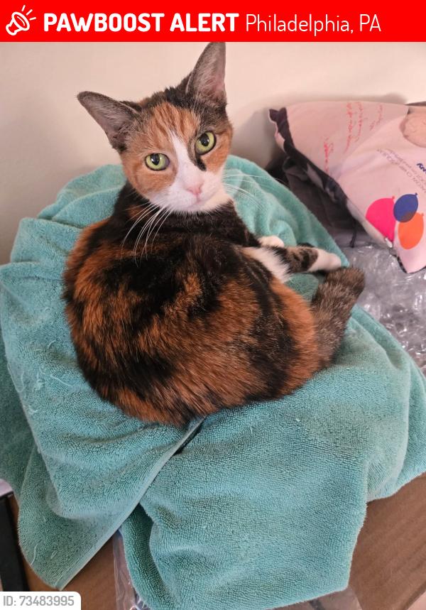 Lost Female Cat last seen E Godfrey and N Howard st, Philadelphia, PA 19120
