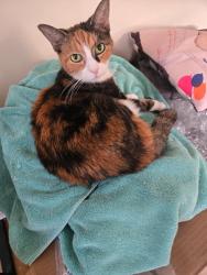 Lost Female Cat last seen E Godfrey and N Howard st, Philadelphia, PA 19120