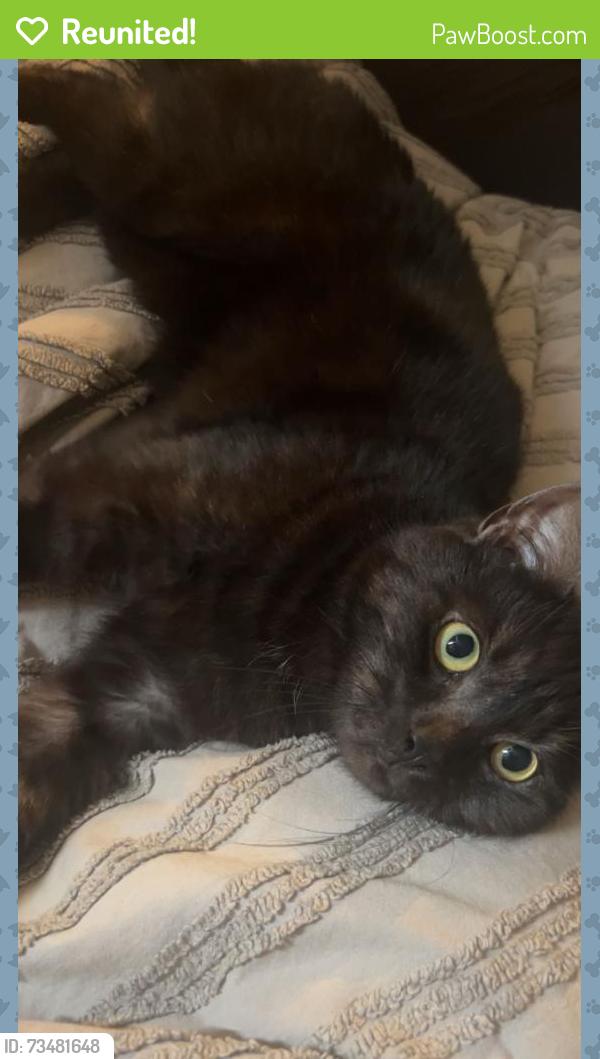 Reunited Male Cat last seen Uckfield, Little Horsted, England TN22 5TJ
