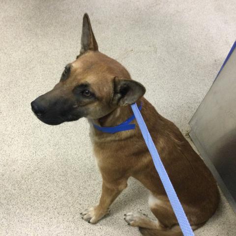 Shelter Stray Male Dog last seen Near BLOCK WALTERS ST, EASTVALE CA 92880, 6851 Van Buren Boulevard, Jurupa Valley, CA 92509, USA