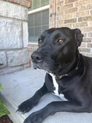Reunited Female Dog last seen Apple Landing neighborhood, Moore, OK 73160