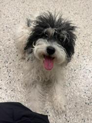 Shelter Stray Female Dog last seen BRIGHTON RD AND 120TH PKWY, 12155 Park Blvd, Brighton, CO 80601, USA