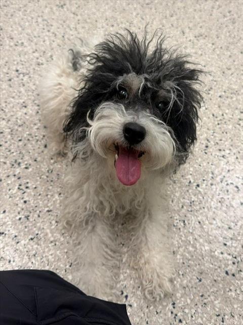 Shelter Stray Female Dog last seen BRIGHTON RD AND 120TH PKWY, 12155 Park Blvd, Brighton, CO 80601, USA