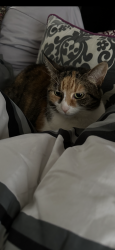 Lost Female Cat last seen Near n 2nd street, Steelton, PA 17113