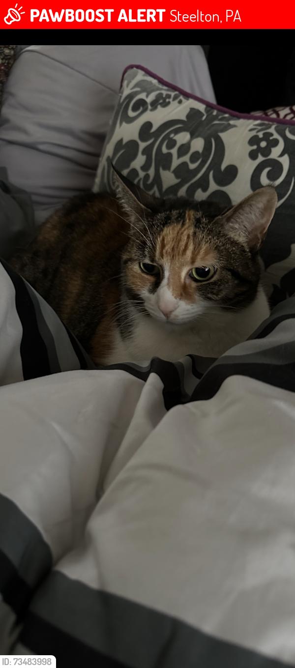 Lost Female Cat last seen Near n 2nd street, Steelton, PA 17113
