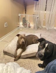 Reunited Female Dog last seen Deer creek, Harvey, LA 70058