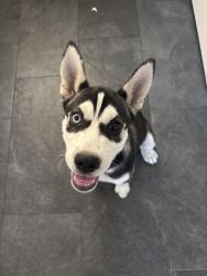 Reunited Male Dog last seen Wildflower Dr, Antioch, CA, USA, Antioch, CA 94509