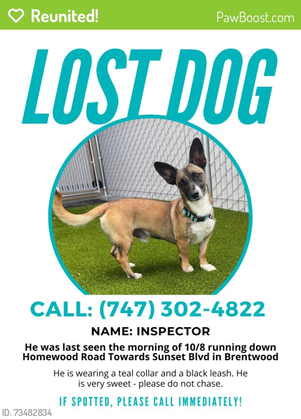 Reunited Male Dog last seen Homewood Road and Sunset Blvd, Los Angeles, CA 90049