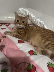 Lost Male Cat last seen Dollar general on rauhut, Burlington, NC 27217