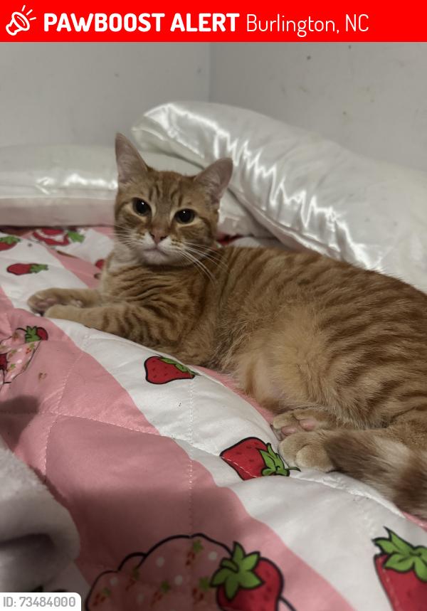 Lost Male Cat last seen Dollar general on rauhut, Burlington, NC 27217