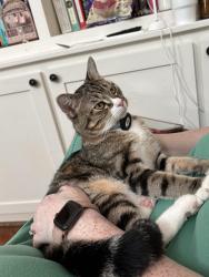 Lost Male Cat last seen In Winnona park / Midway woods neighborhood, Decatur, GA 30030