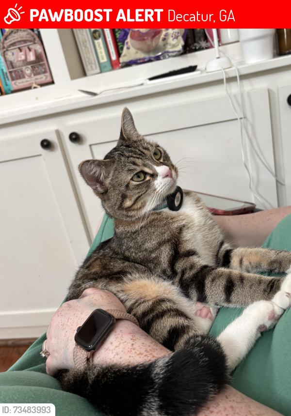 Lost Male Cat last seen In Winnona park / Midway woods neighborhood, Decatur, GA 30030