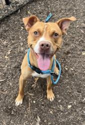 Shelter Stray Male Dog last seen Near Amanda Dr 612, 30058, GA, 3280 Chamblee Dunwoody Rd, Chamblee, GA 30341, USA