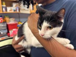Shelter Stray Female Cat last seen Near Buford Highway, Atlanta, GA, 30329, 30329, GA, 3280 Chamblee Dunwoody Rd, Chamblee, GA 30341, USA