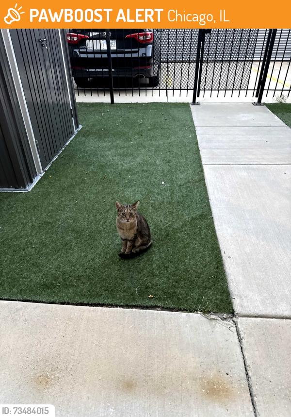 Found/Stray Male Cat last seen 65th and S. Drexel, Chicago, IL 60637