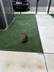 Found/Stray Male Cat last seen 65th and S. Drexel, Chicago, IL 60637