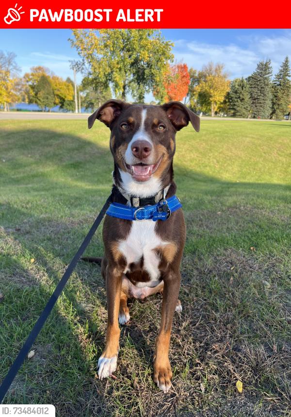 Lost Male Dog last seen 270th Ave NW, New London, MN, Colfax Township, MN 56312
