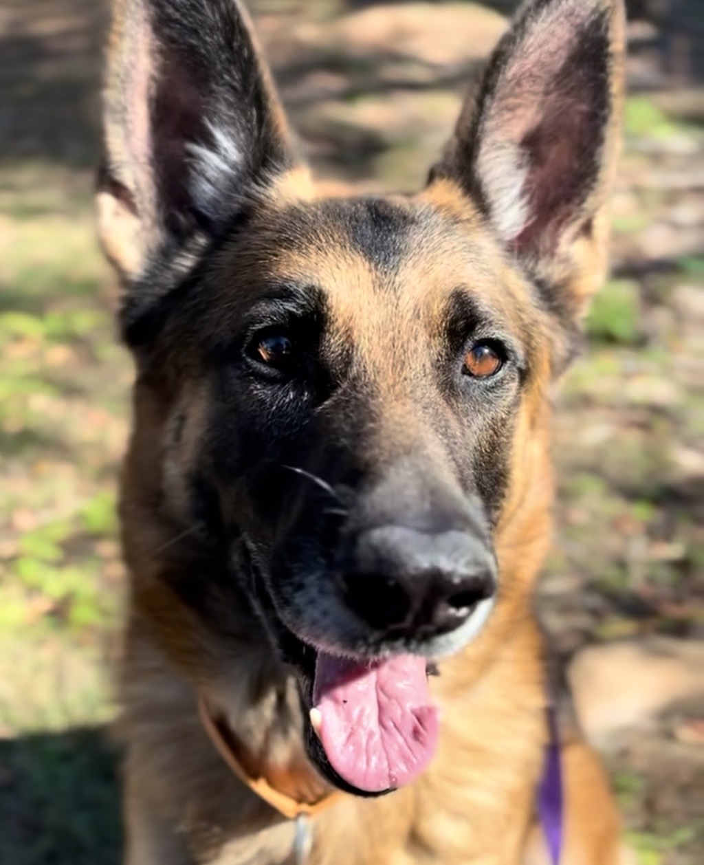 Shelter Stray Male Dog last seen N Columbia Blvd / N Albina Ave, PORTLAND, OR, 97217, 1700 W Historic Columbia River Hwy, Troutdale, OR 97060, USA