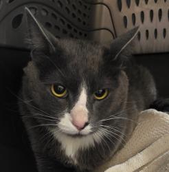 Shelter Stray Male Cat last seen OR, 1700 W Historic Columbia River Hwy, Troutdale, OR 97060, USA