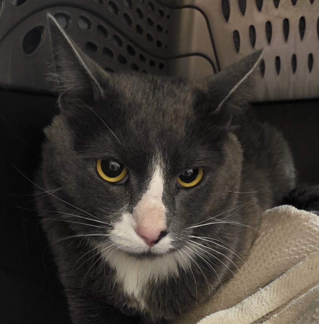 Shelter Stray Male Cat last seen OR, 1700 W Historic Columbia River Hwy, Troutdale, OR 97060, USA