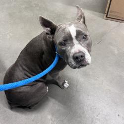 Shelter Stray Female Dog last seen , 3607 N Armenia Ave, Tampa, FL 33607, USA