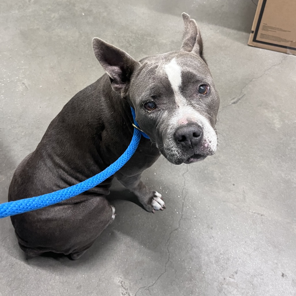 Shelter Stray Female Dog last seen , 3607 N Armenia Ave, Tampa, FL 33607, USA