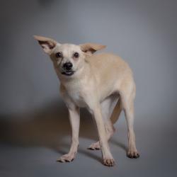 Shelter Stray Female Dog last seen , 8020 Washington St, Port Richey, FL 34668, USA