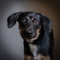 Shelter Stray Female Dog last seen , 8020 Washington St, Port Richey, FL 34668, USA
