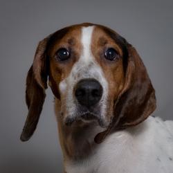 Shelter Stray Male Dog last seen , 8020 Washington St, Port Richey, FL 34668, USA