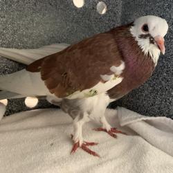 Shelter Stray Unknown Other last seen , 361 S Raymond Ave, Pasadena, CA 91105, USA
